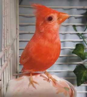 Carl the Cardinal