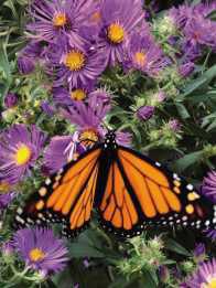 Why native plants matter