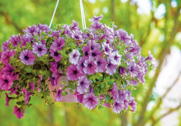 Bench Farms can help you achieve success with containers and flowering baskets