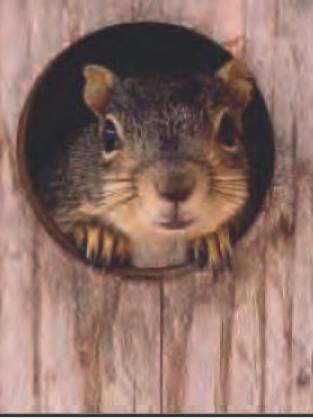 Nature’s Nursery teams up with Inspired Lumber Workshop for nest box building