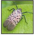 Spotted lanternfly