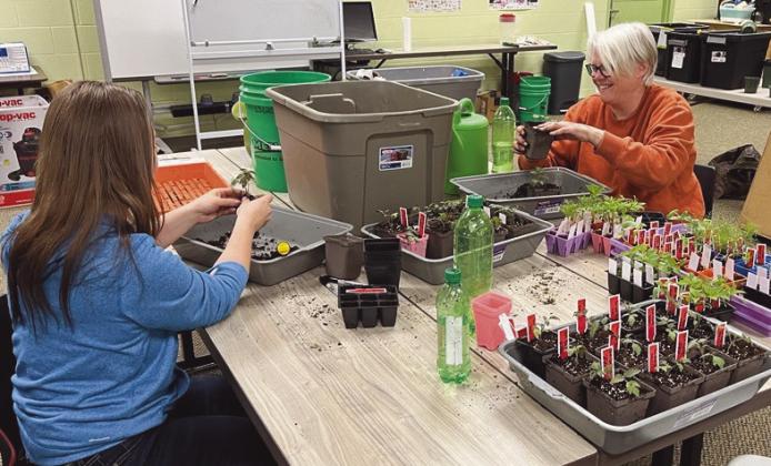 A volunteer helps staff up-potting plants for office gardens.