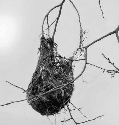 The nest of a Baltimore Oriole