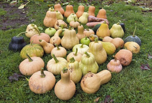 577 Foundation Organic Garden Horticulturist Samantha Day had a harvest that included an estimated 90 to 100 squash in a variety of shapes and sizes, all grown from the same genetically diverse population of butternut-type squash. Below, the vines took over the area near the Log House and Green Door Studio.
