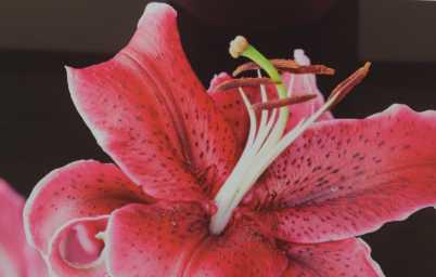 “Daylily” by Terry Johnson