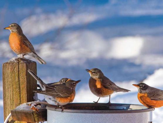 American Robins find sustenance in bird feeders during winter