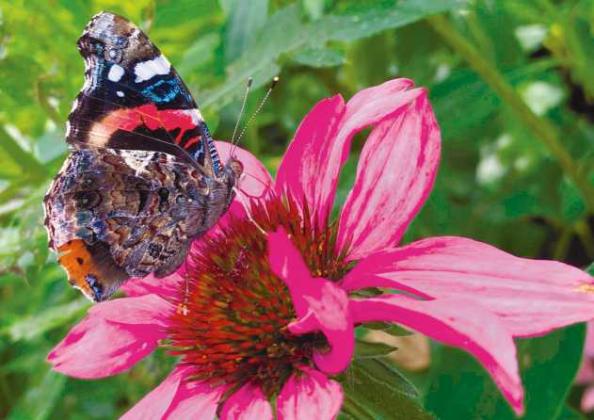Red Admiral on purple coneflower.
