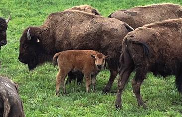 A young bison with its herd.