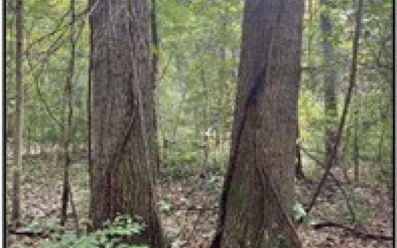 Conservancy adds acreage to Kitty Todd preserve