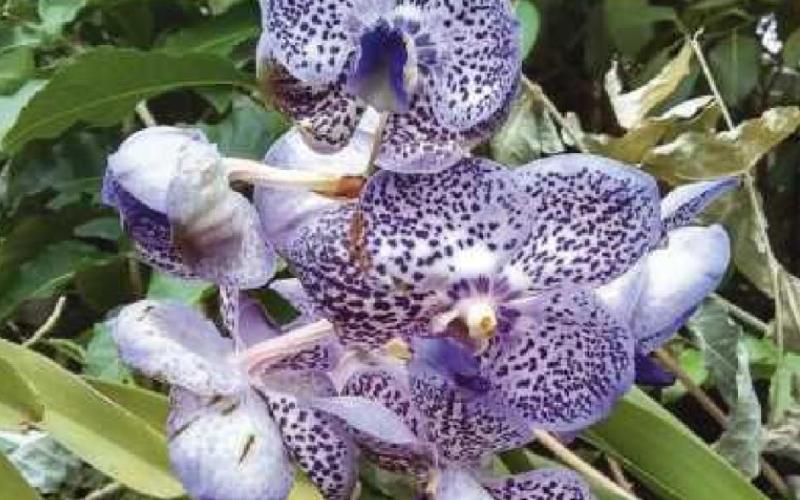 Orchid show in bloom at Toledo Zoo through Feb. 28