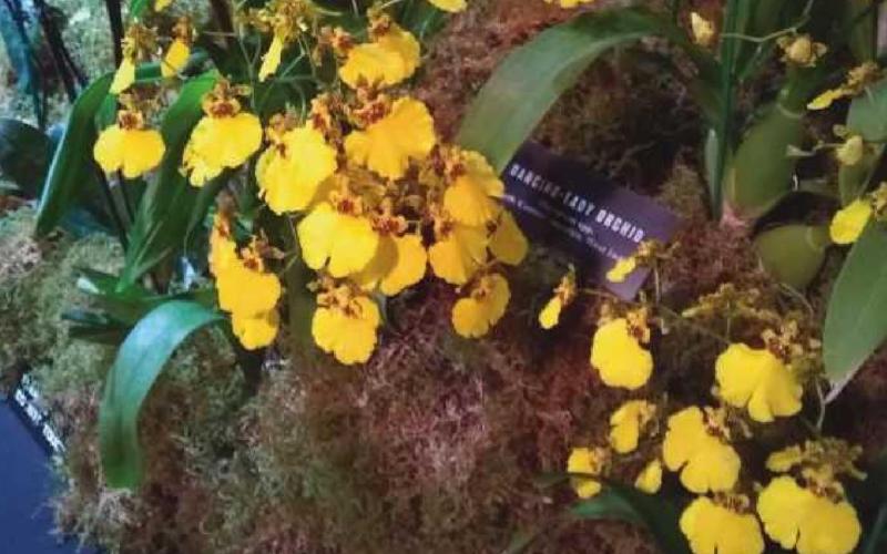 Orchid show in bloom at Toledo Zoo through Feb. 28