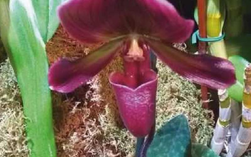 Orchid show in bloom at Toledo Zoo through Feb. 28