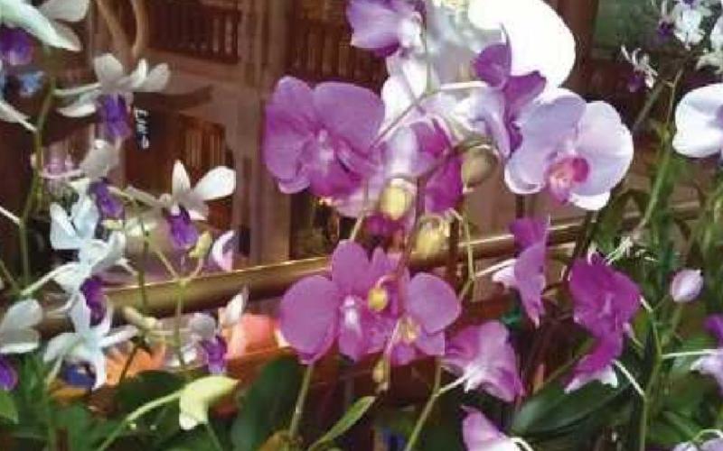 Orchid show in bloom at Toledo Zoo through Feb. 28