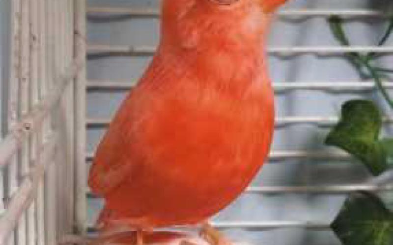 Carl the Cardinal
