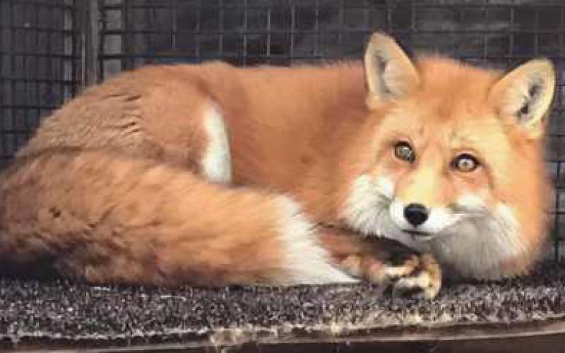 Lenny the fox was rescued by Nature’s Nursery and is currently an animal ambassador for the organization.