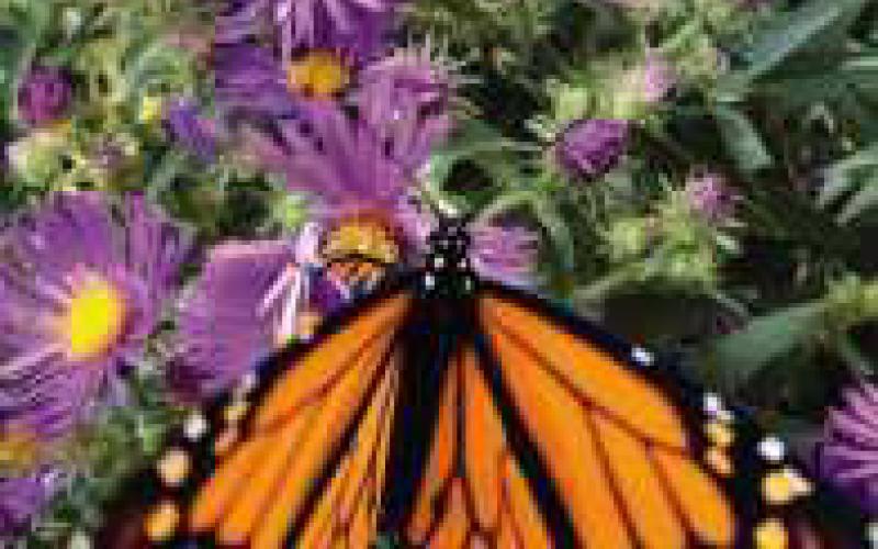 Why native plants matter