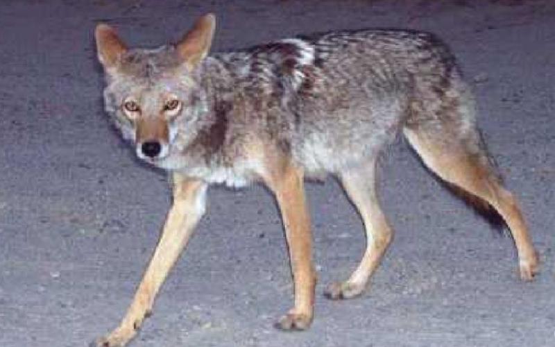 Considered a nuisance animal by the State of Ohio, coyotes can be hunted year round.