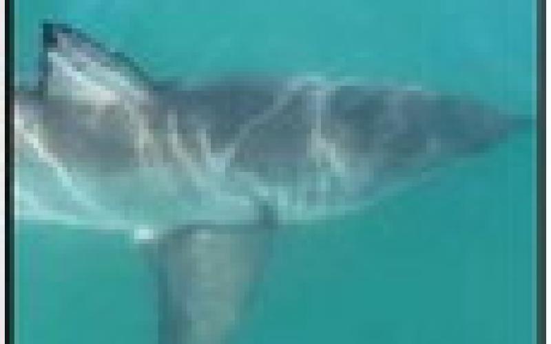 Taylor captured this photo of a shark during her internship.