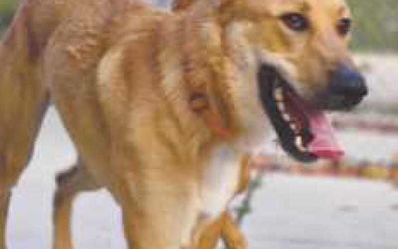 Be a DOGgone HERO