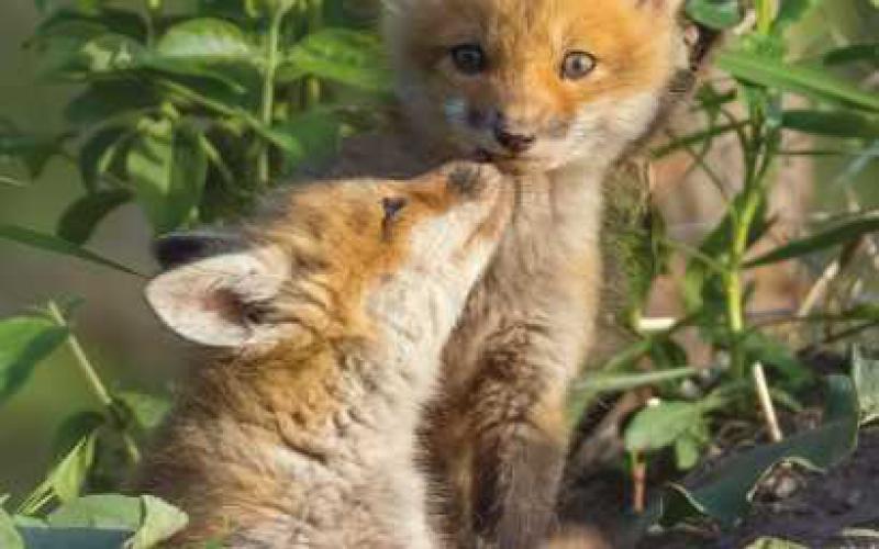 Nature’s Nursery nature photo auction will accept bids through 7:30 p.m., on August 21.