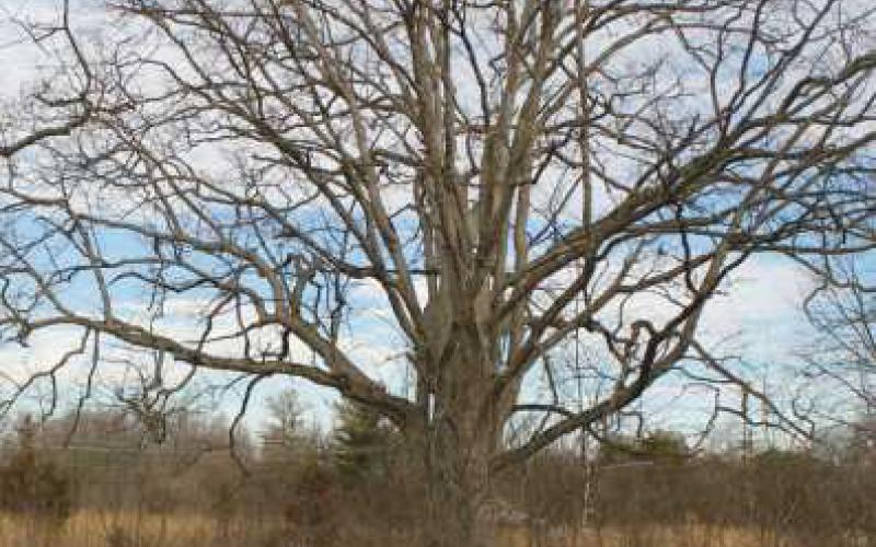 Metroparks Toledo dedicates Blue Creek glades to the ODNR