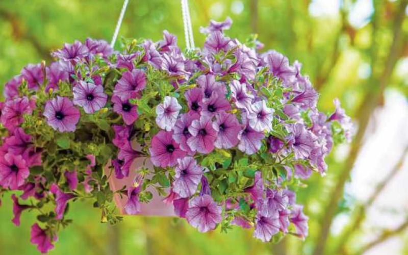 Bench Farms can help you achieve success with containers and flowering baskets
