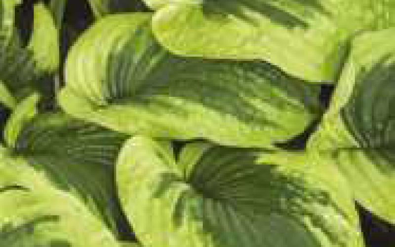 Bench Farms offers tips to ensure gardening success