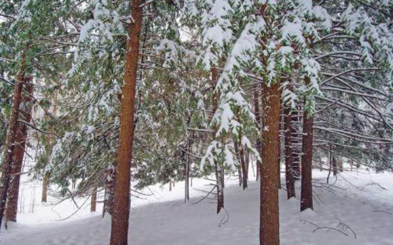 Pine trees are not native to northwest Ohio