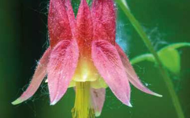 Native plants blooming in summer