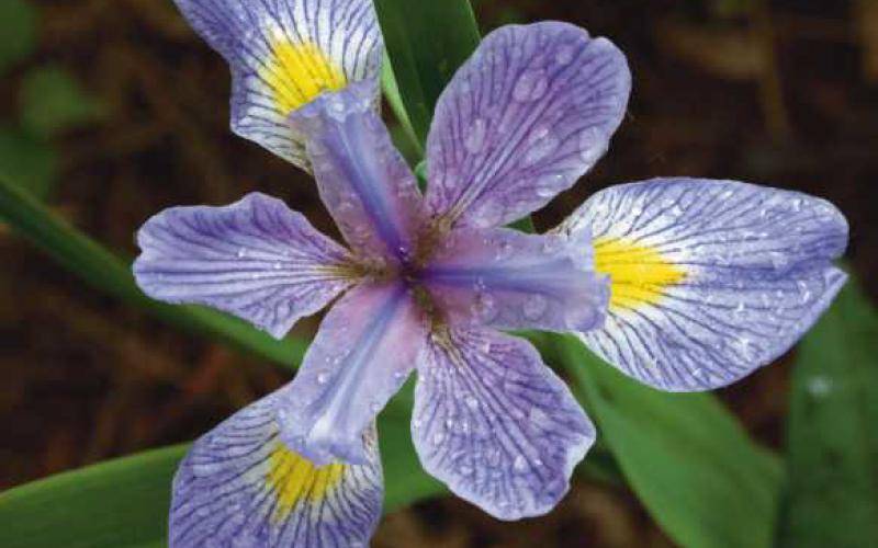 Native iris in bloom