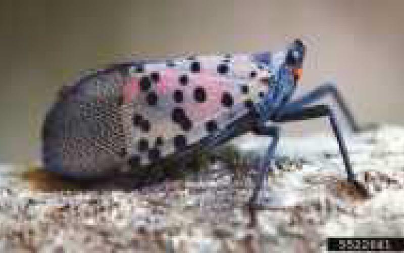 An adult lanternfly Photo credit to Lawrence Barringer, Pennsylvania Department of Agriculture.