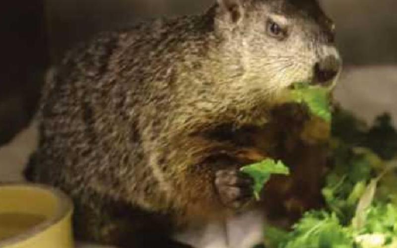Nature’s Nursery provides education vs. tradition