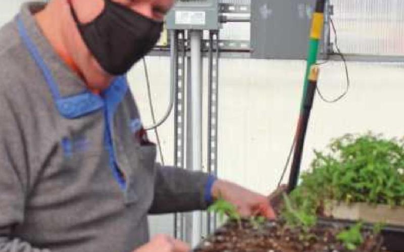 Volunteer Harold Brown, an Ohio certified naturalist, transplants common milkweed.