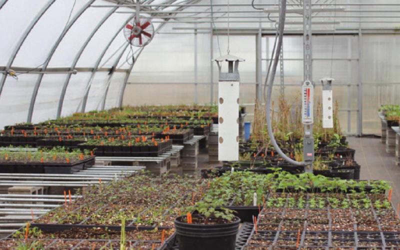 The park district’s stewardship has been busy throughout the winter growing plants in the greenhouse at J.C. Reuthinger Preserve on Oregon Road in Perrysburg Township.