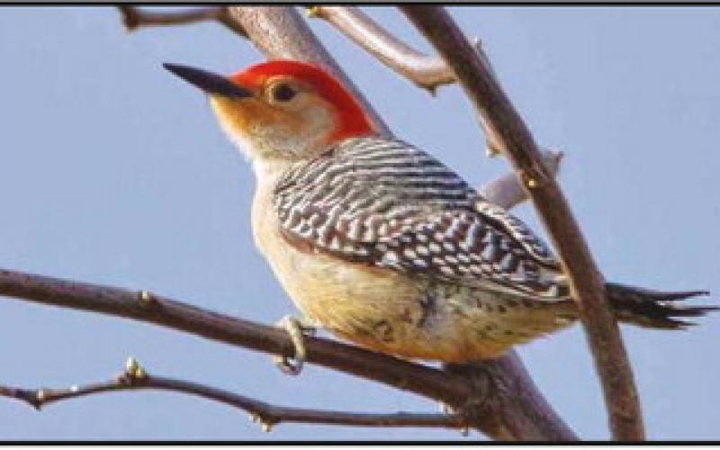 Ottawa National Wildlife Refuge is home to many species of woodpeckers