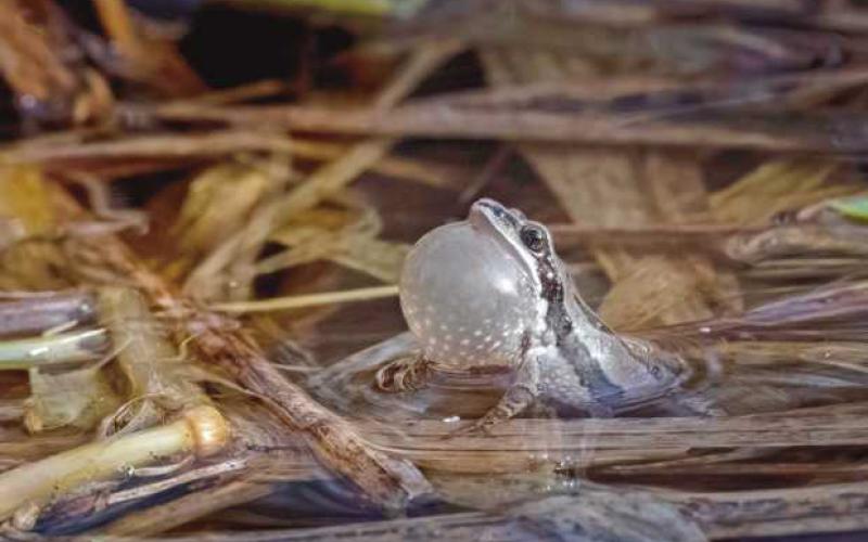 For area frogs, love is in the air