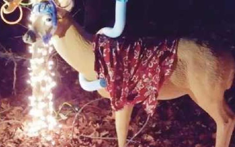 W.W. Knight Preserve aglow with lighted animal displays