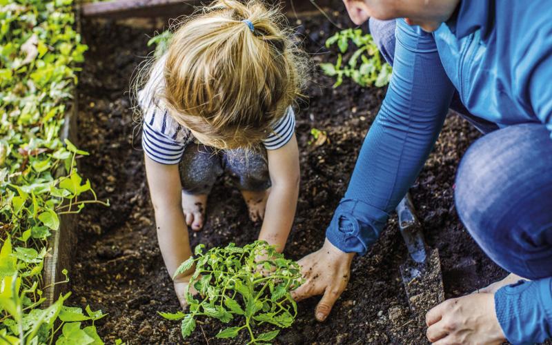 Vegetable gardening 101