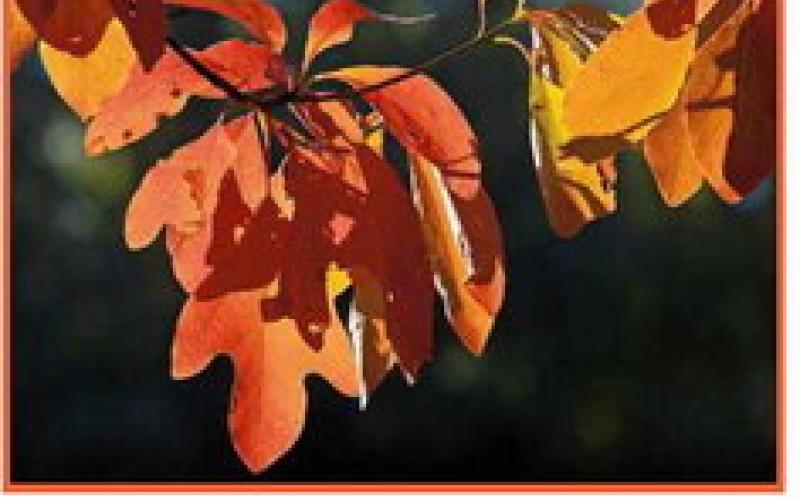 Fall colors have arrived