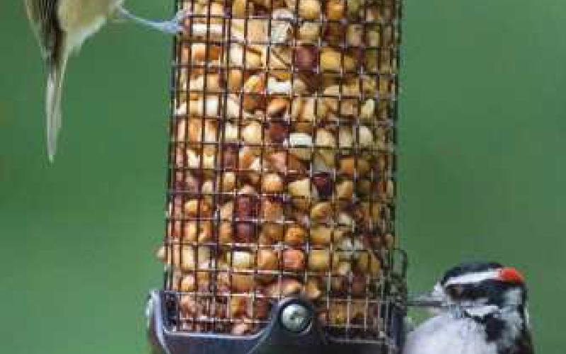 Young birds crowd feeders