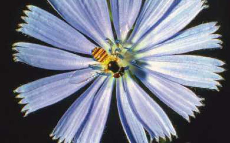 Chicory flower and legend of the blue sailor