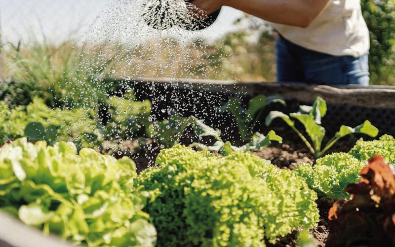 Gardening and mental health