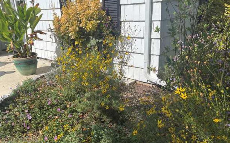Country Garden Club of Perrysburg accepting 2025 project proposals