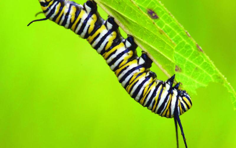 Monarch caterpillar feeds on milkweed