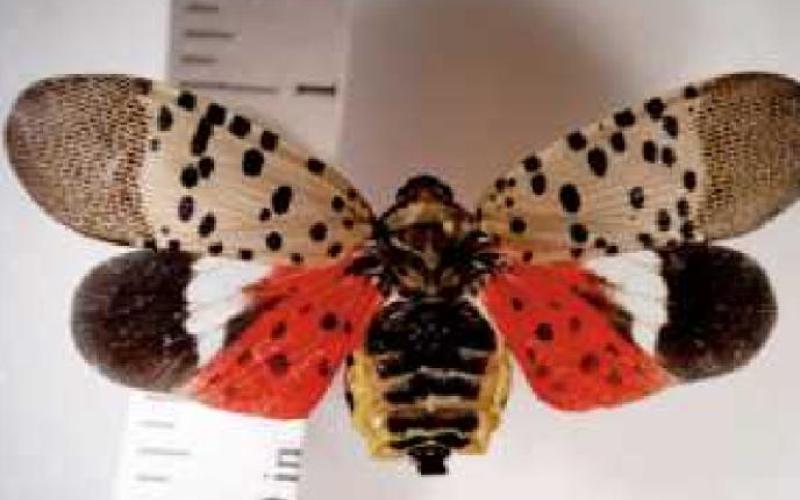 ODA asks Ohioans to watch for spotted lanternfly