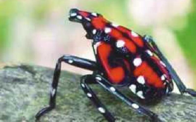 ODA asks Ohioans to watch for spotted lanternfly