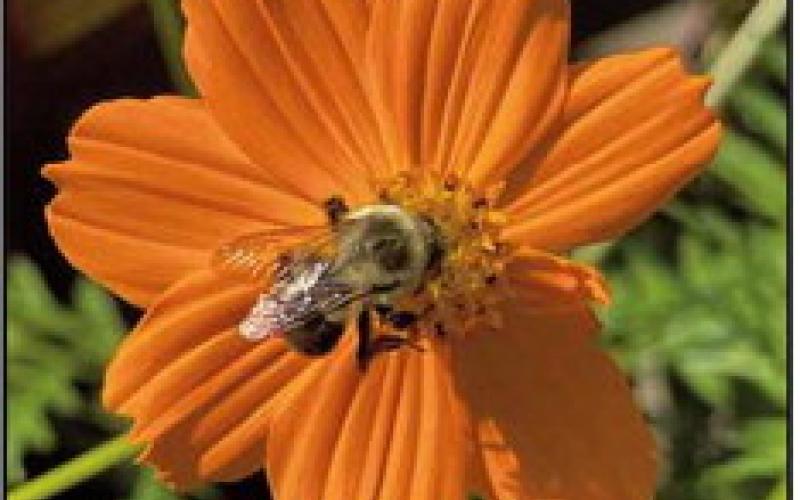 The role of bees in lawns and gardens