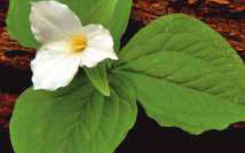 White trillium is the official native plant of Ohio, and an icon of the spring woods. It can be found in wooded areas of Pearson, Swan Creek, Secor and other Metroparks.