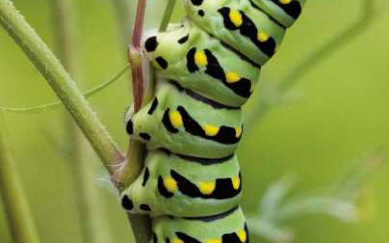 Swallowtail butterflies begin as colorful caterpillars