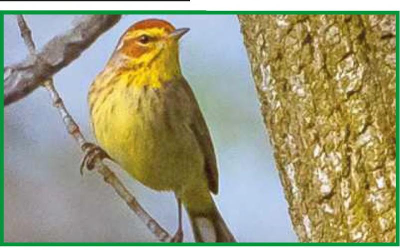 Biggest Week in American Birding is about to begin
